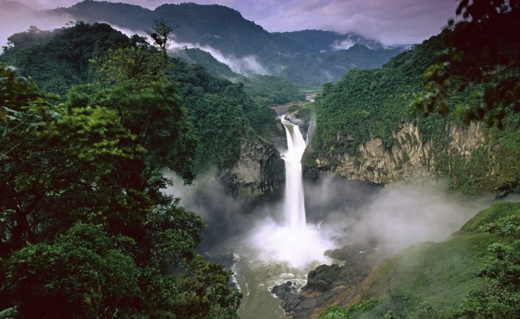 Brazil Rainforest