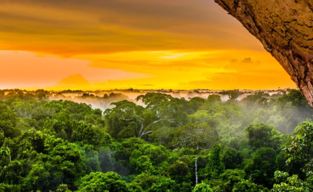 How to visit the Amazon rainforest in Brazil