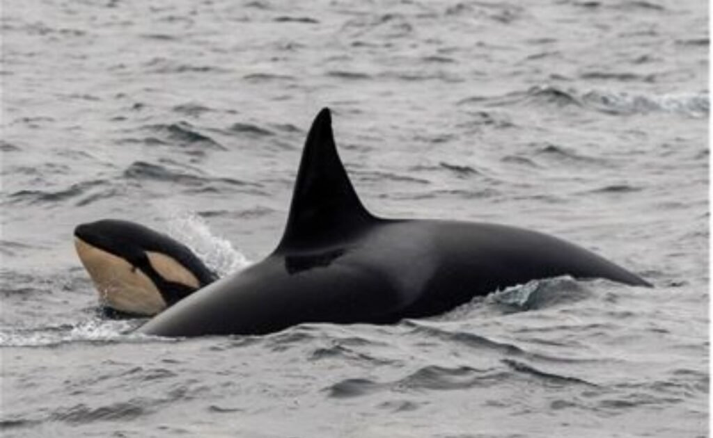 Our Silent Whale Watching tour experience