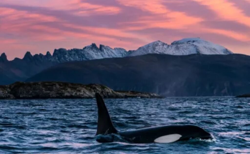Whale Watching Tromsø