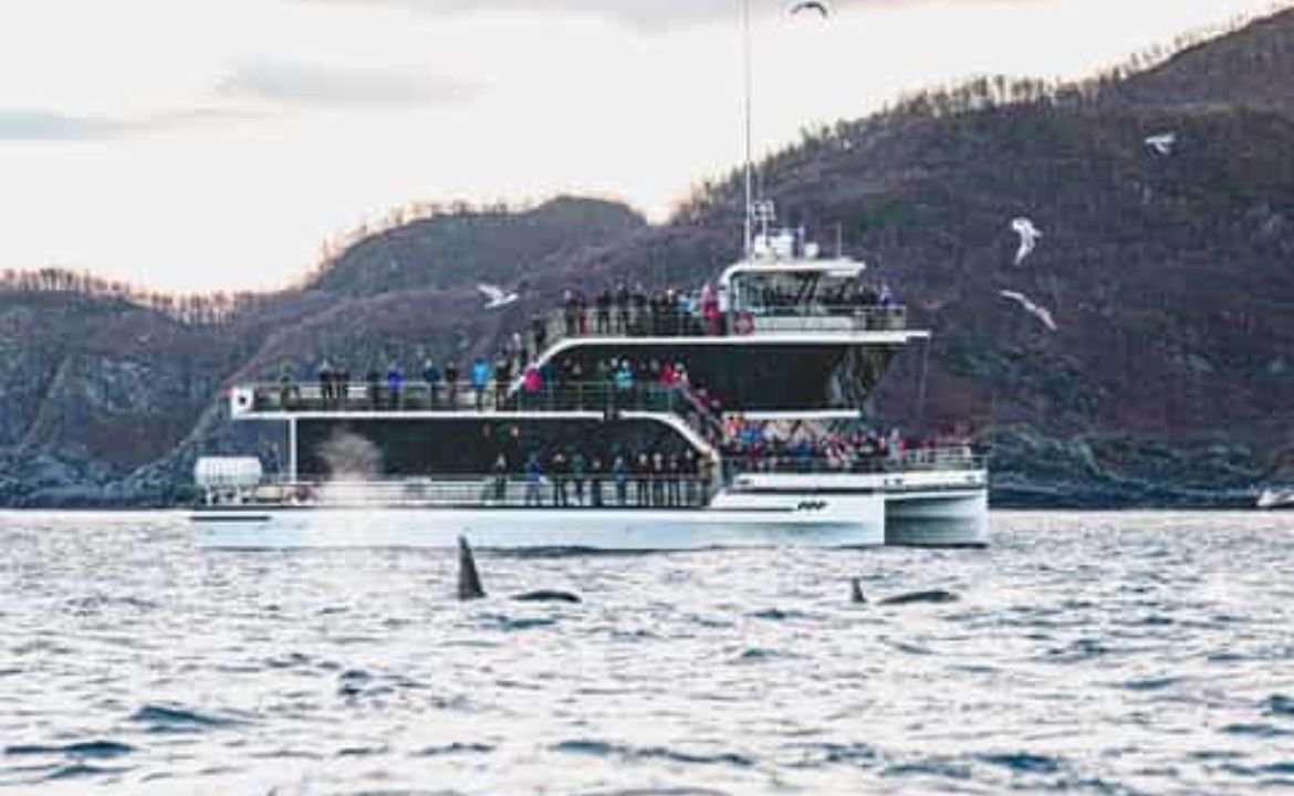 Whale Watching Tromsø Best Time, Tours & Complete Guide (2026)