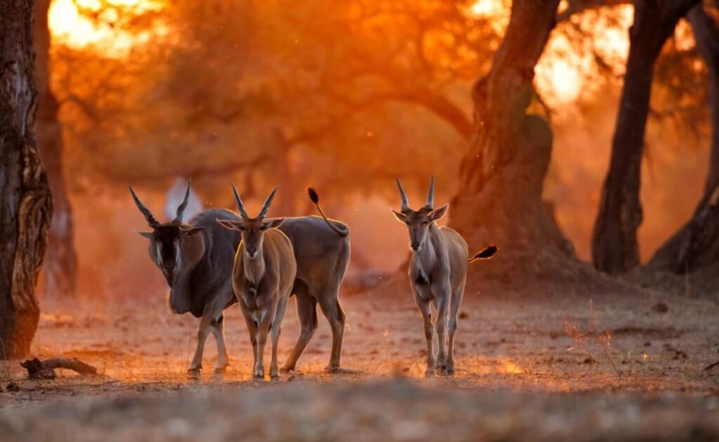 Which animals can you expect to see