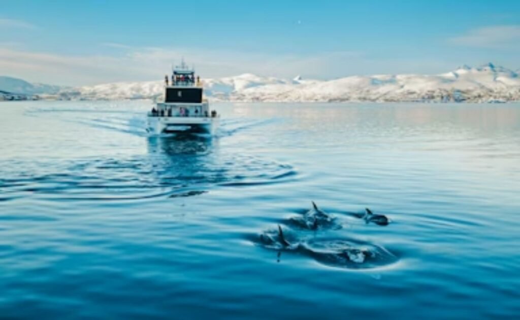 Why is Tromso such a great place to see whales