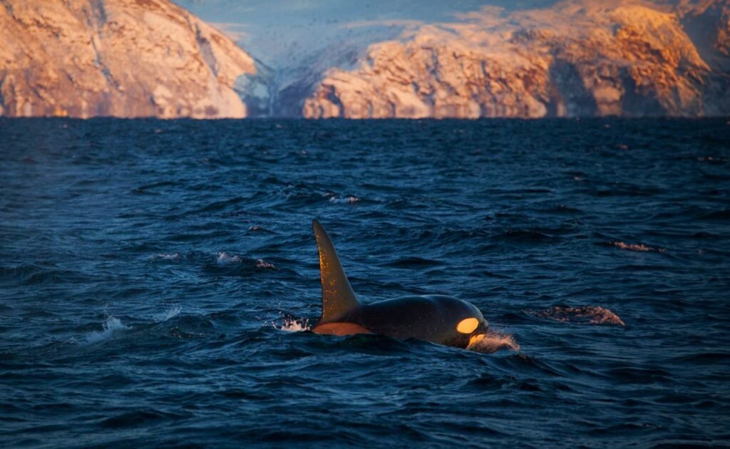 Best time for whale watching in Tromso