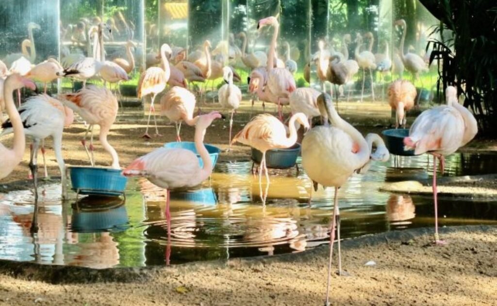 Parque das Aves (Bird Park)